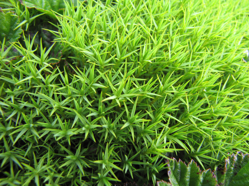 Polytrichum commune